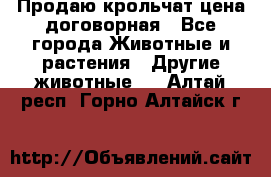 Продаю крольчат цена договорная - Все города Животные и растения » Другие животные   . Алтай респ.,Горно-Алтайск г.